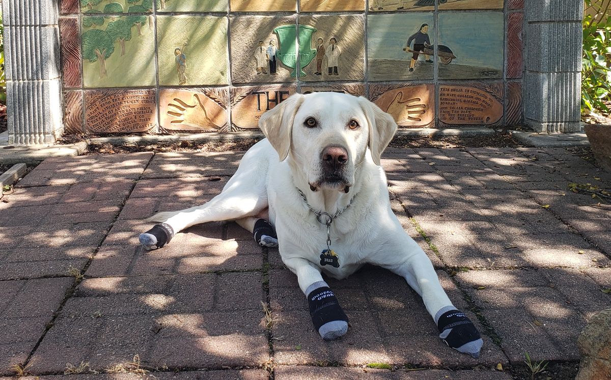 Yellow lab lying on a brick patio in Power Paws socks