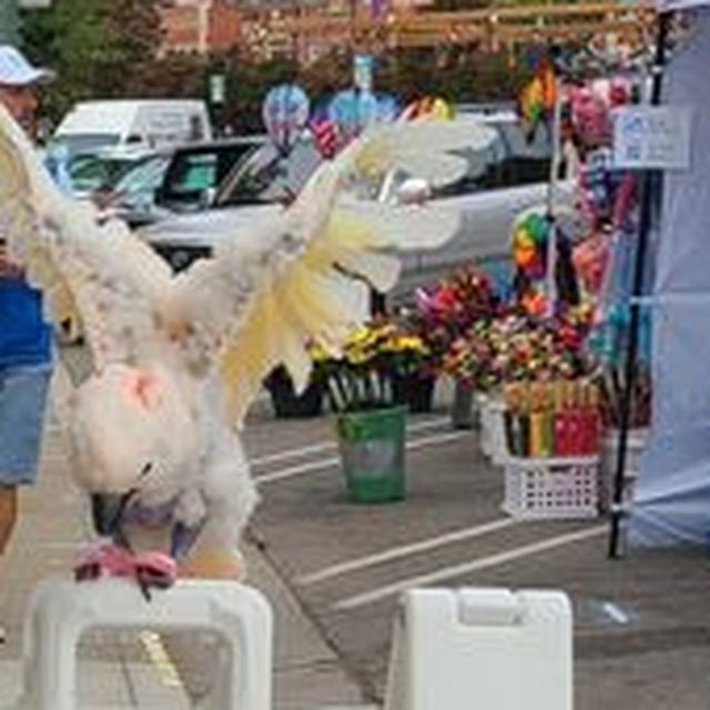 A cockatoo perched on a Woodrow Wear sign with its wings spread