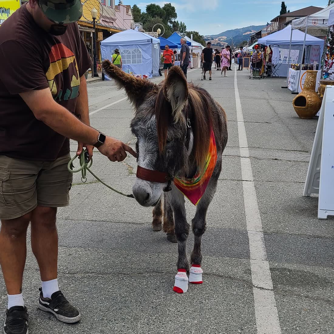 A donkey being led along a street in red Power Paws
