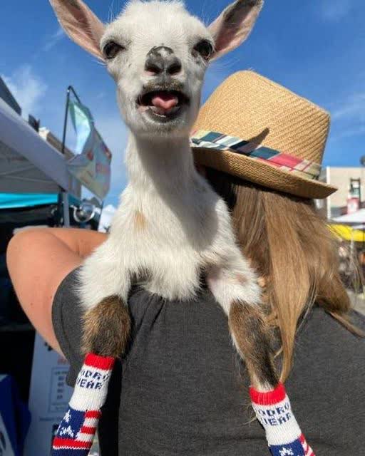 A dwarf goat wearing flag socks