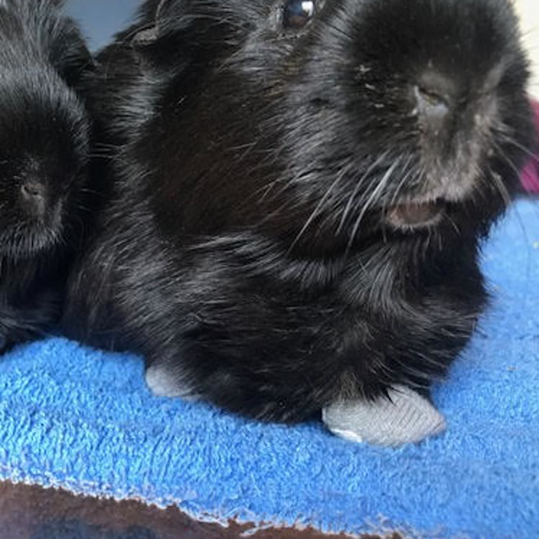 A guinea pig wearing a small sock