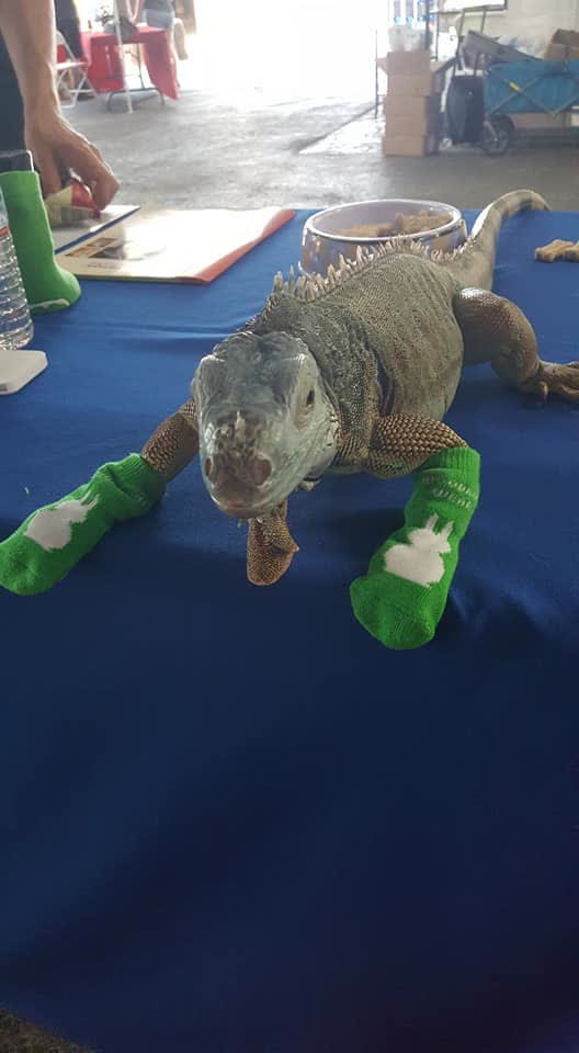 An iguana wearing small green socks