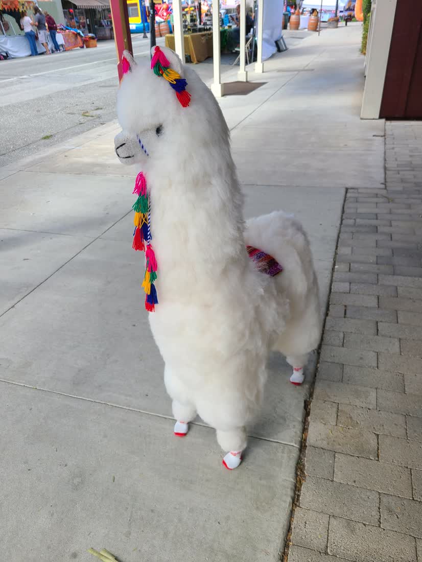 A llama wearing socks at a harvest festival