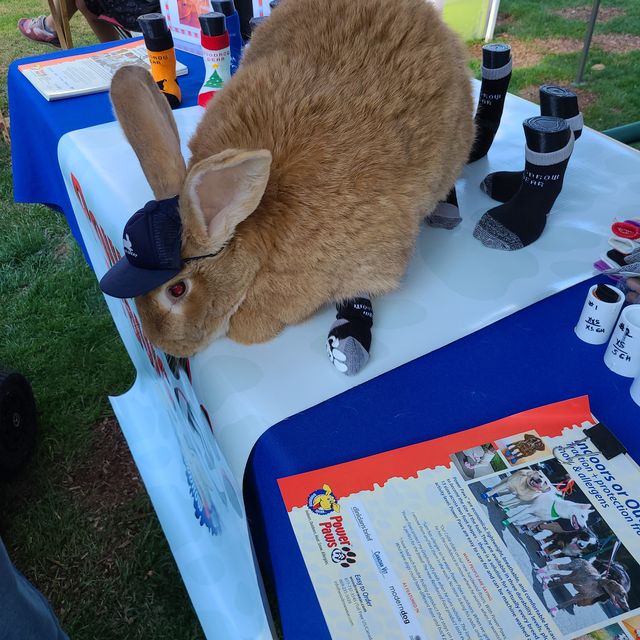 A large tan rabbit in a cap wearing black socks