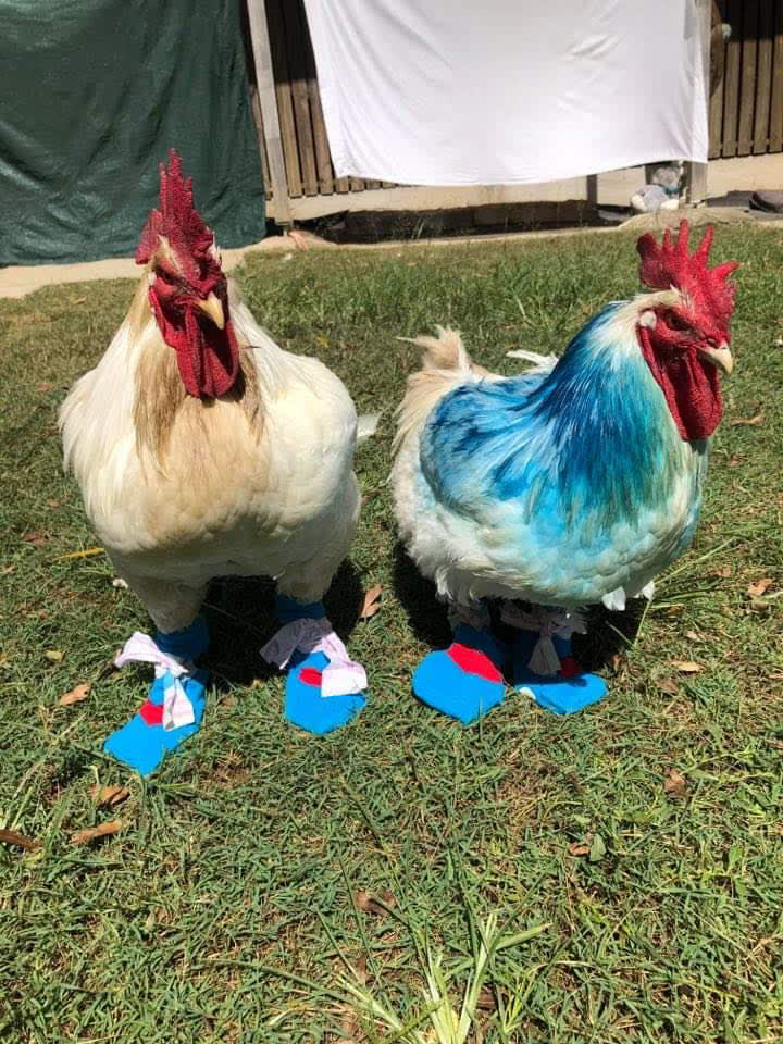 Two roosters wearing socks