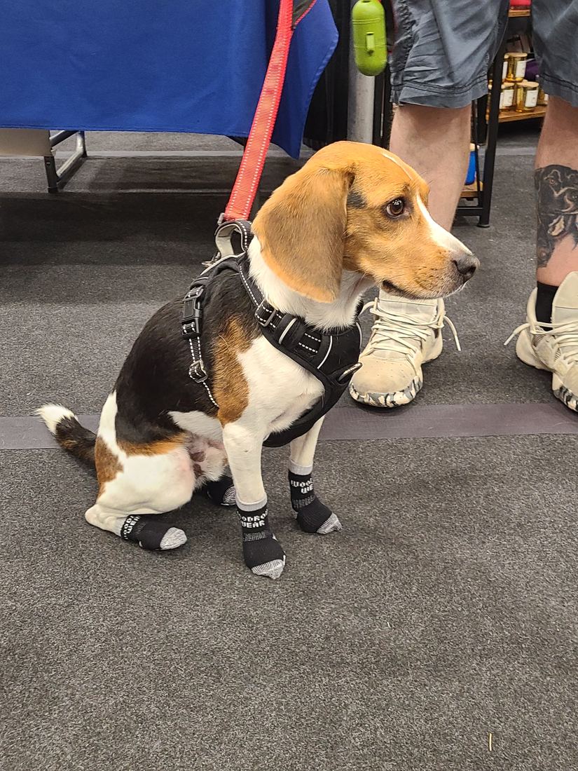A beagle in a harness sitting at an event in black socks