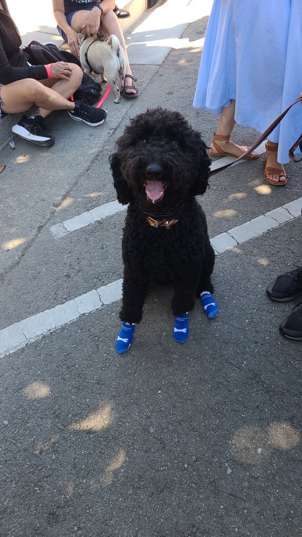 A black poodle sitting on pavement in blue socks