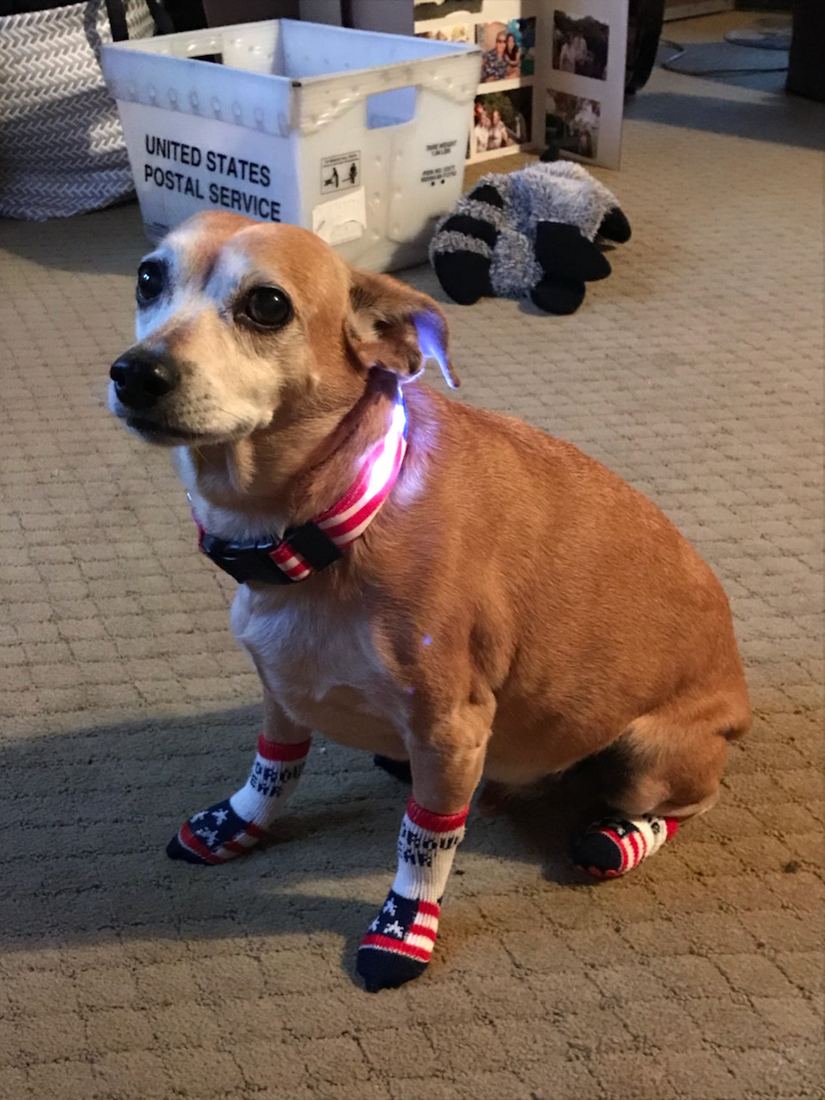 A small tan dog with a light-up collar in flag socks