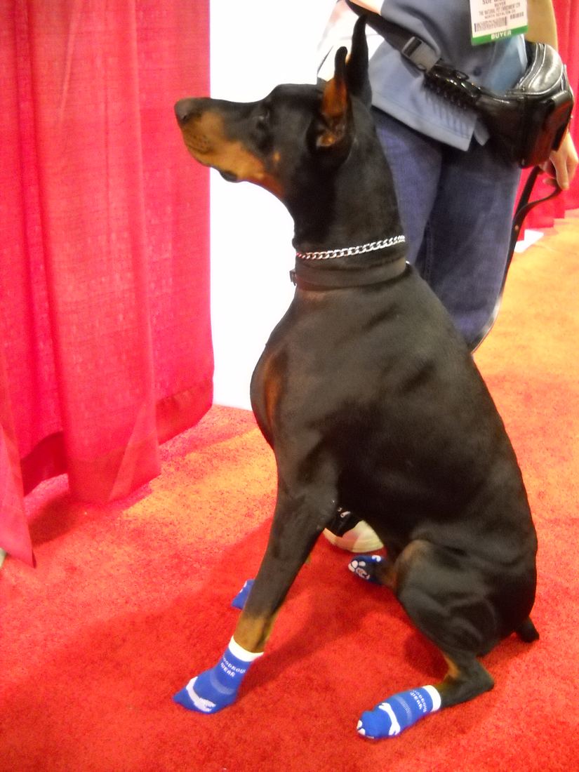 A Doberman sitting on a red carpet in blue patterned socks