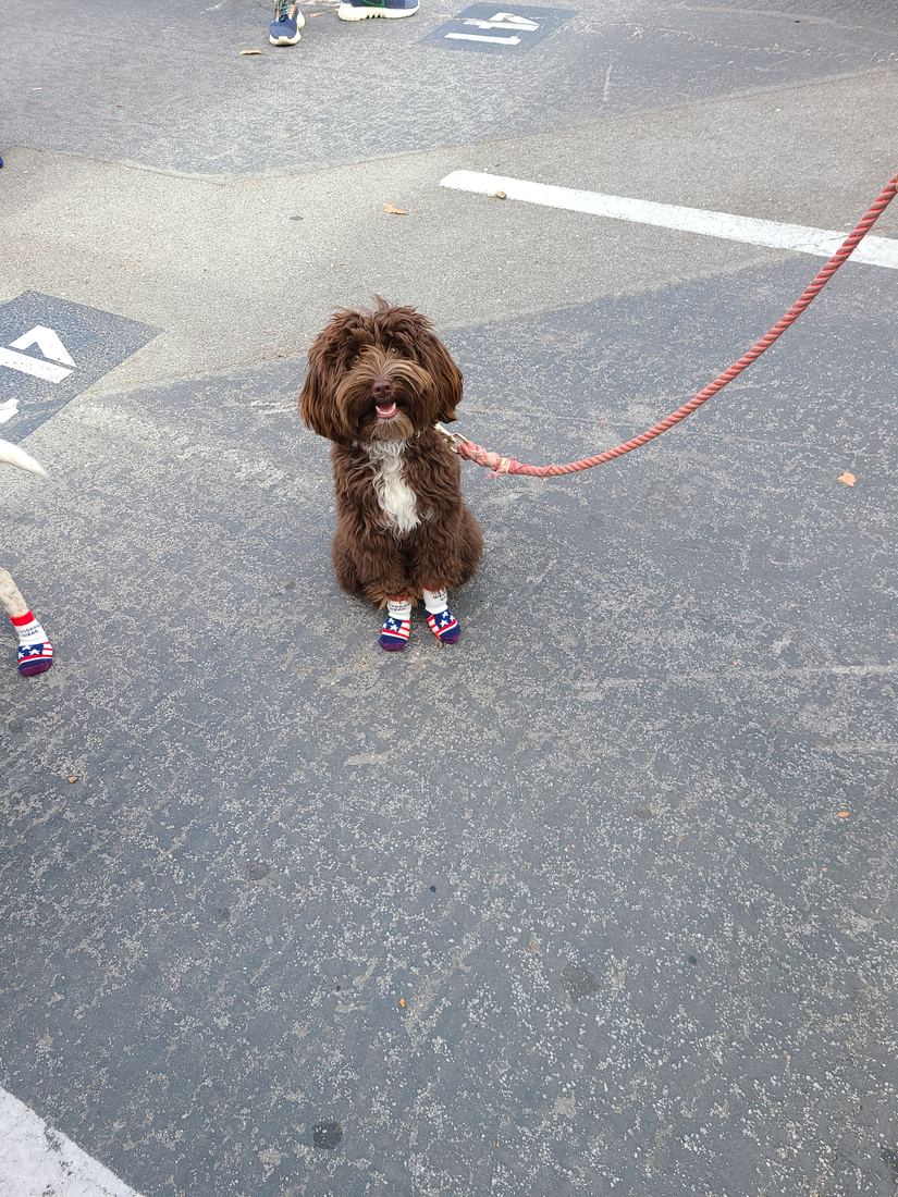 A small brown doodle sitting on pavement in socks