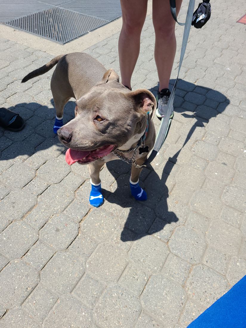 A grey pit bull on a sidewalk in blue socks