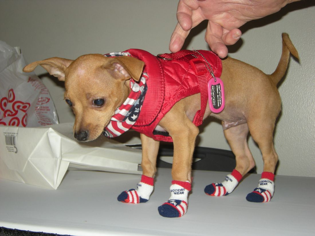 A small tan dog in a stars-and-stripes shirt and matching socks