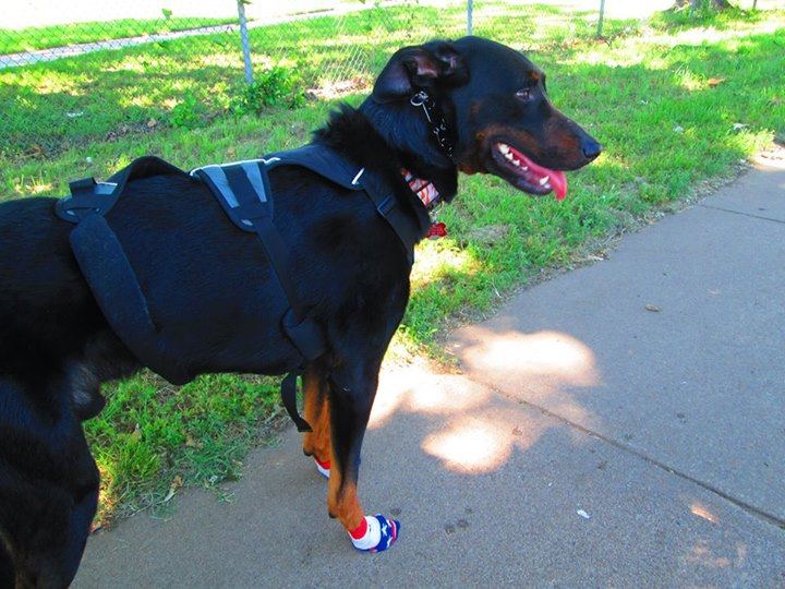 A black dog standing on a path in stars-and-stripes socks