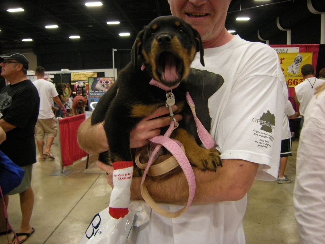 A man holding a Rottweiler puppy wearing white socks