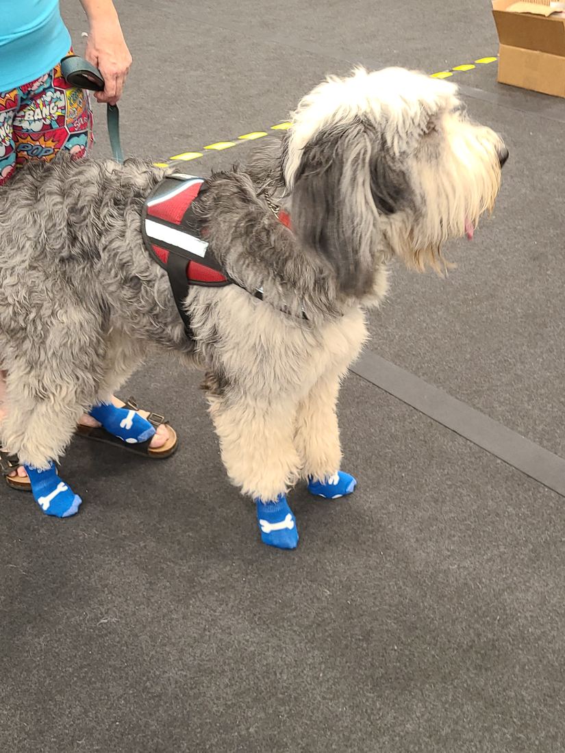 A shaggy grey and white dog in blue socks
