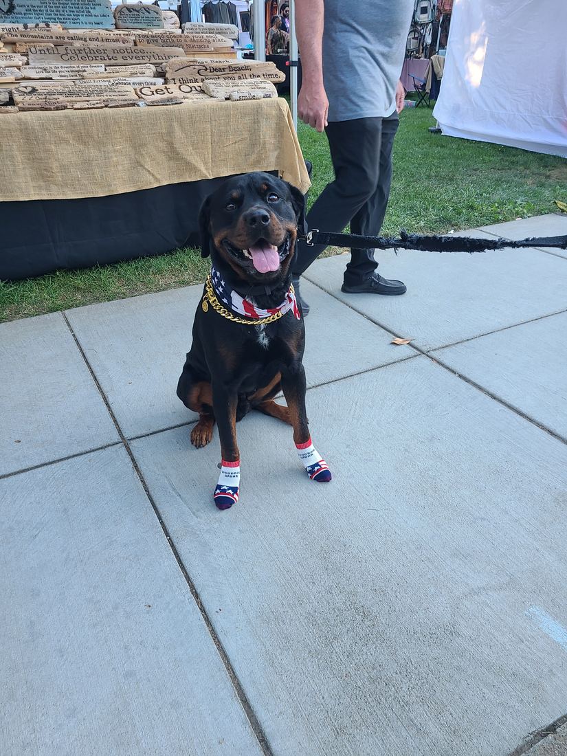 A small black and tan dog on concrete in flag socks