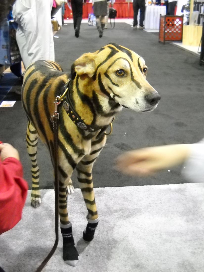 A dog painted with tiger stripes wearing black socks