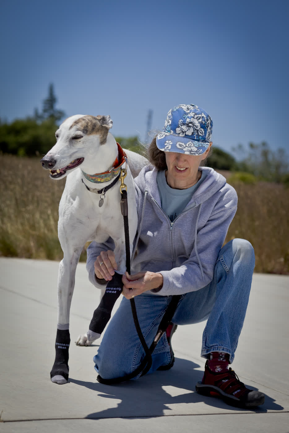 A woman kneeling beside a greyhound, fitting its socks