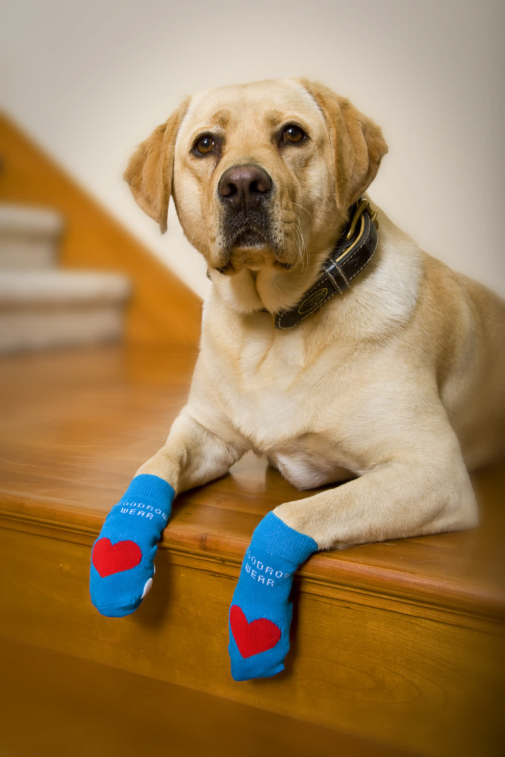 A yellow labrador resting on a wooden step in blue socks with red hearts