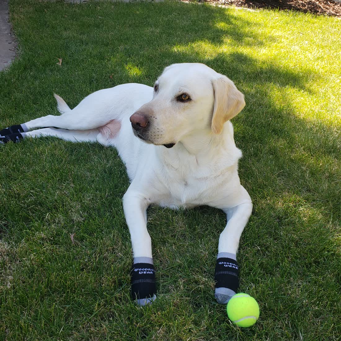 A white labrador lying in grass in black socks