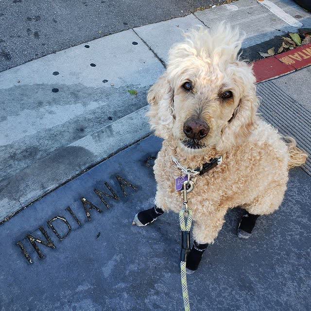 A poodle sitting on a sidewalk in socks