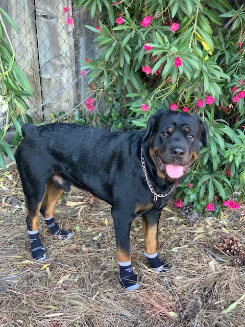 A rottweiler lying in grass wearing socks