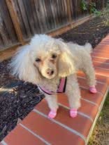 A white poodle on a brick path in pink socks
