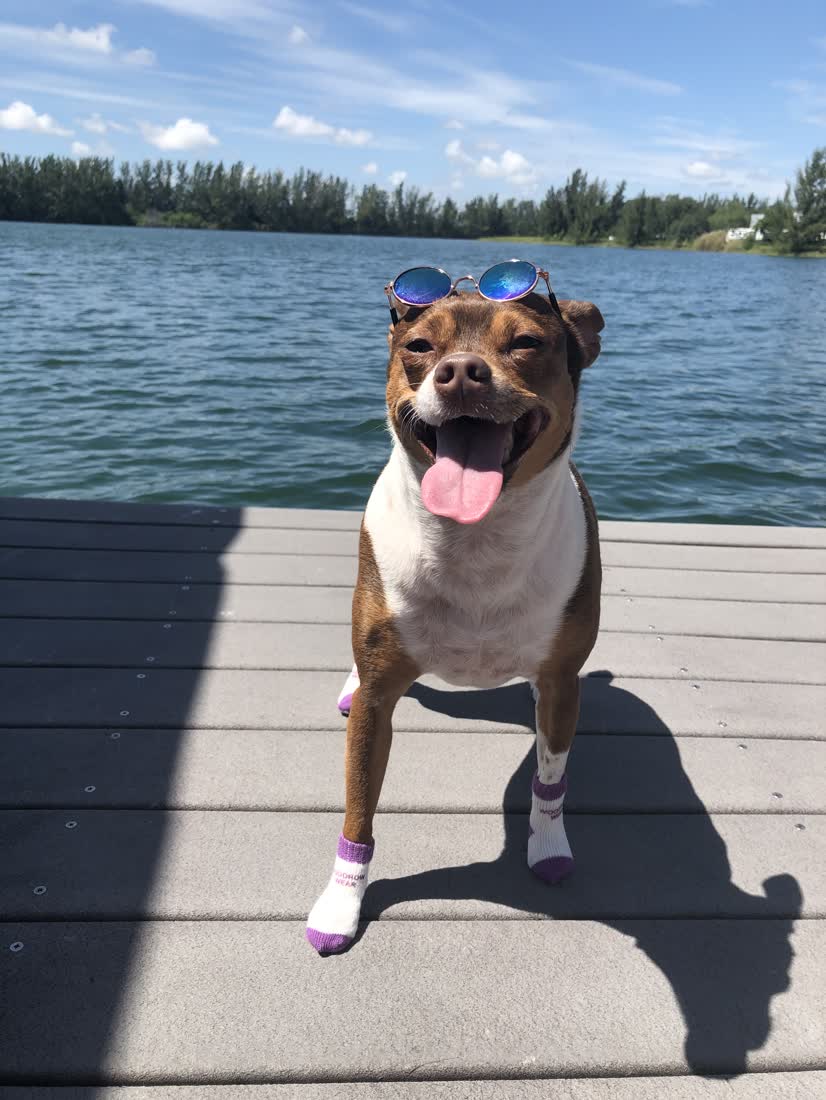 A small dog wearing sunglasses and socks by the water