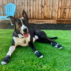 A border collie lying on grass in black socks