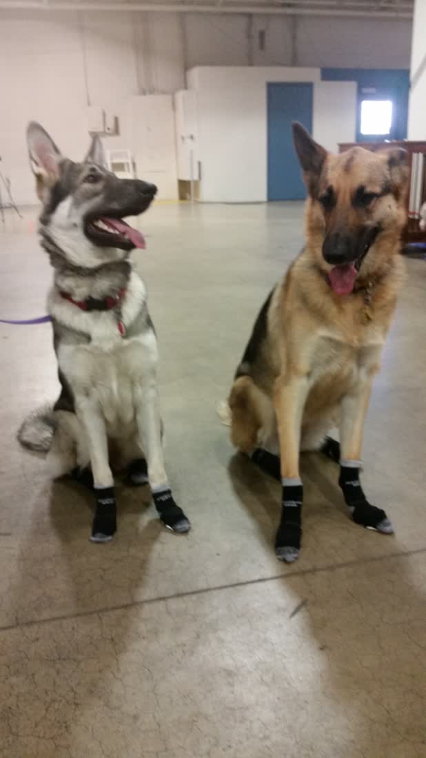 A German shepherd sitting indoors in black socks