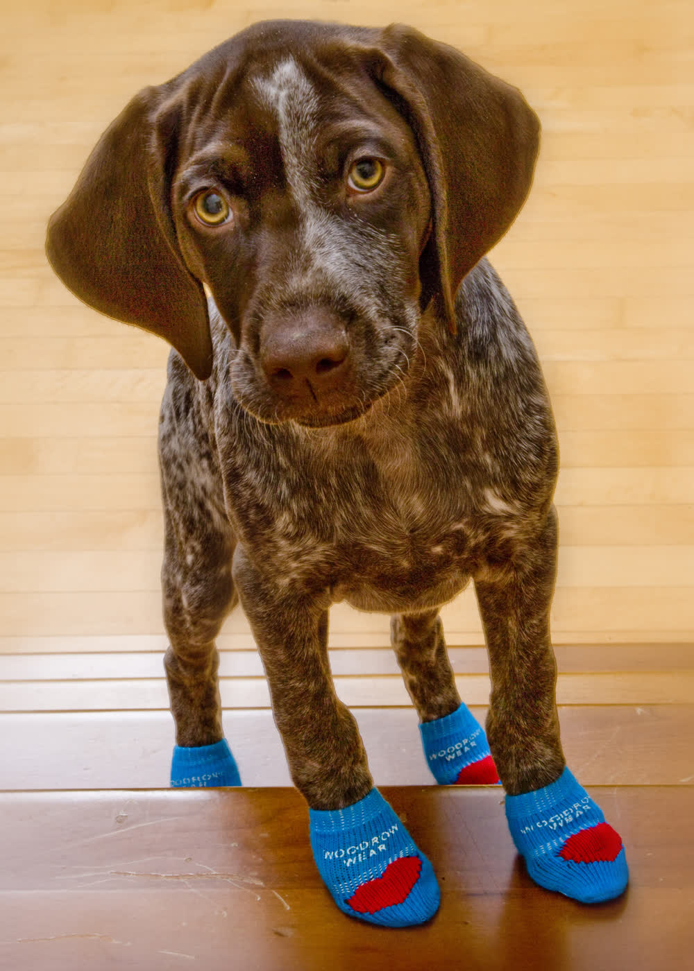 A German shorthaired pointer puppy standing on wood in blue socks