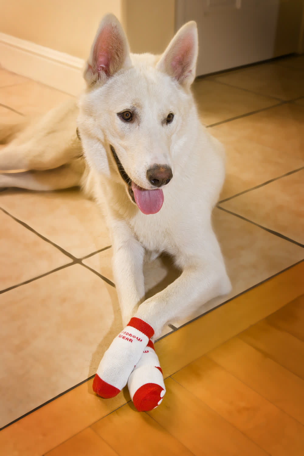 A white shepherd lying on a hardwood floor in red socks
