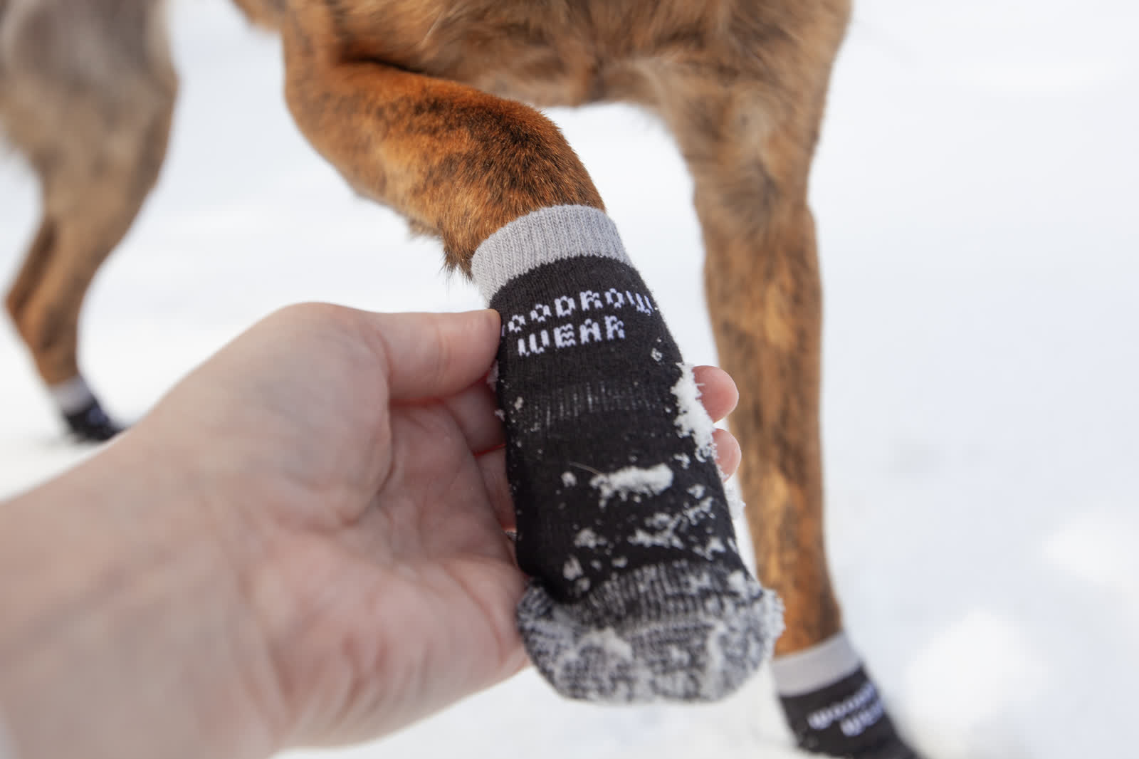 A hand holding up a dog's paw in a snowy black sock