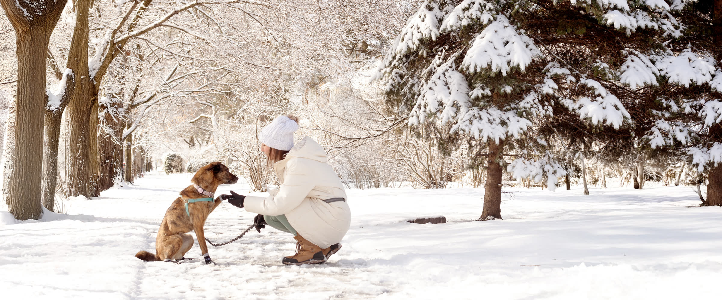 A dog walking through a snow-covered yard in socks