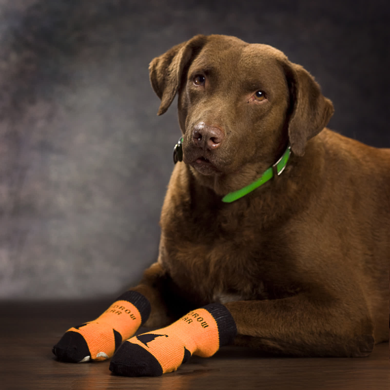 A chocolate retriever lying down in orange socks with black toes