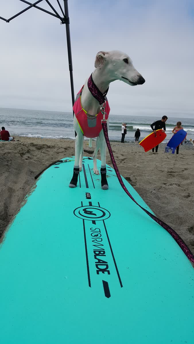 A whippet in a red jacket and socks standing on a surfboard on the beach