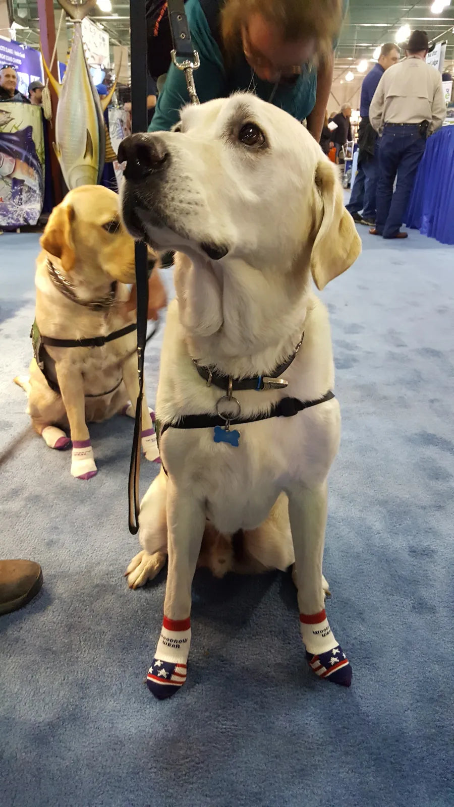 Yellow Labrador wearing stars and stripes Power Paws at a trade show