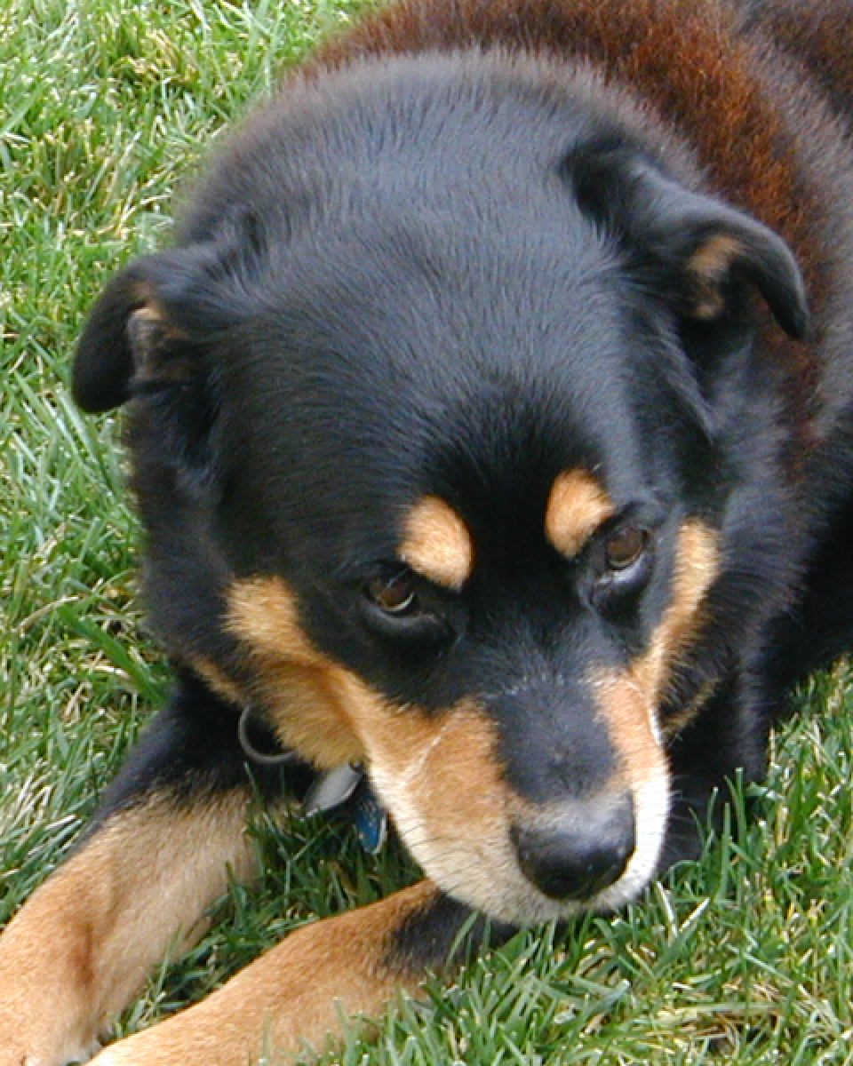 Woodrow, a senior Rottweiler, lying in the grass