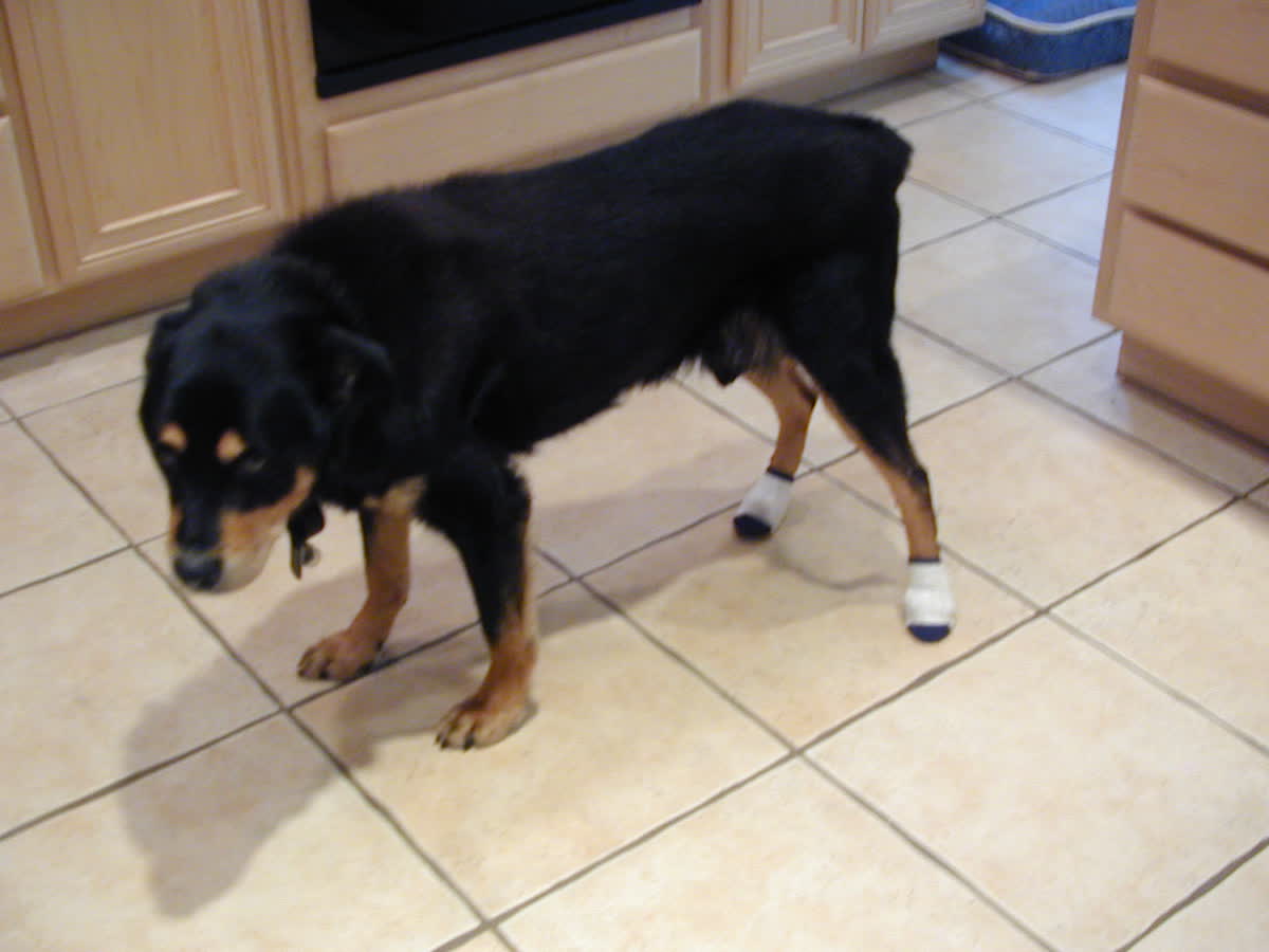 Woodrow on a tile kitchen floor in his first white socks