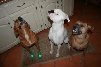 Photo shared by Ren-Lor Veterinary and Bella