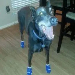 Photo shared by Alexi, Melaney & Brinks (Doberman)