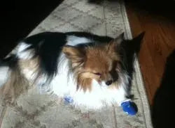 Photo shared by Carol, Winston & Daisy (American Cocker Spaniel & Papillon)