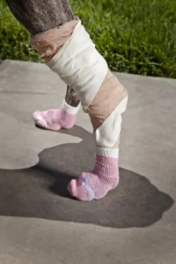 A dog paw in a Power Paws sock over a bandage