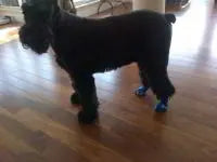 Photo shared by Elizabeth & Rupert (Giant Schnauzer)