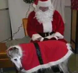 Photo shared by Mary & Jazz (Greyhound)