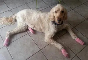 Photo shared by Marcia & Molly (Golden Doodle)