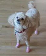 Photo shared by Gloria & Rosie (Malti-poo)