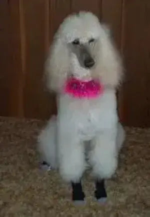 Photo shared by Pamela & Apris (Standard Poodle)