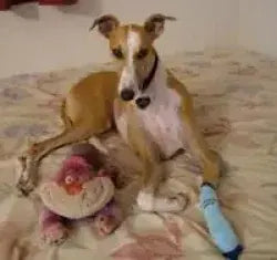 Photo shared by Cyndi & Taylor (Greyhound)