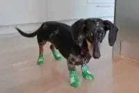 Photo shared by Suzanne & Woodrow (Mini-Dachsund)